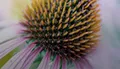 Fleur d'échinacée