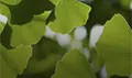 Feuilles de ginkgo biloba