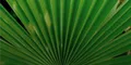 Feuilles de palmier nain (Serenoa repens)